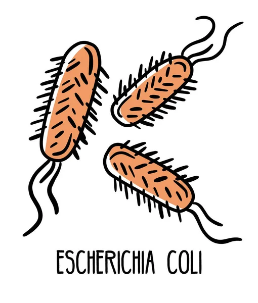 Escherichia coli gram-negative anaerobic bacterium in the human intestinal microflora — Vector de stock