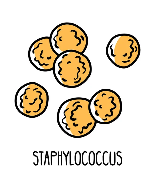 Staphylococcus bacterias malas en la microflora intestinal humana — Vector de stock