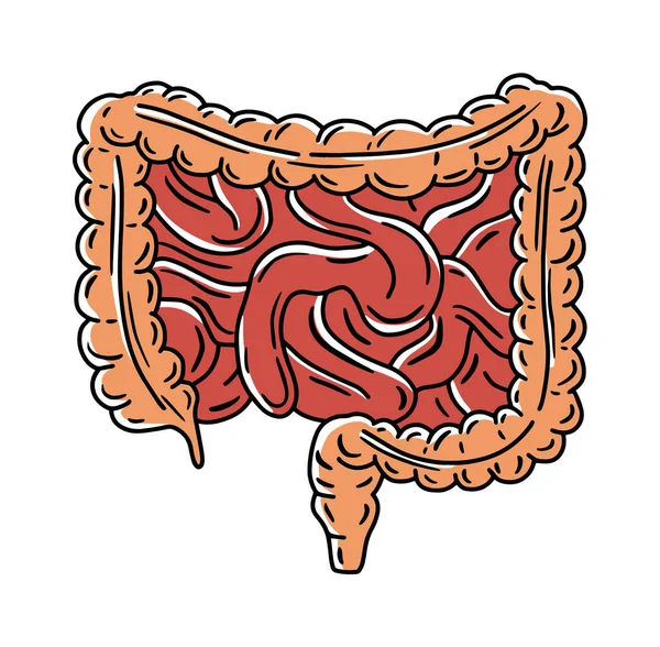 Intestine Tunntarm Och Stora Kolon Vektor Anatomisk Illustration Klotter Skiss — Stock vektor