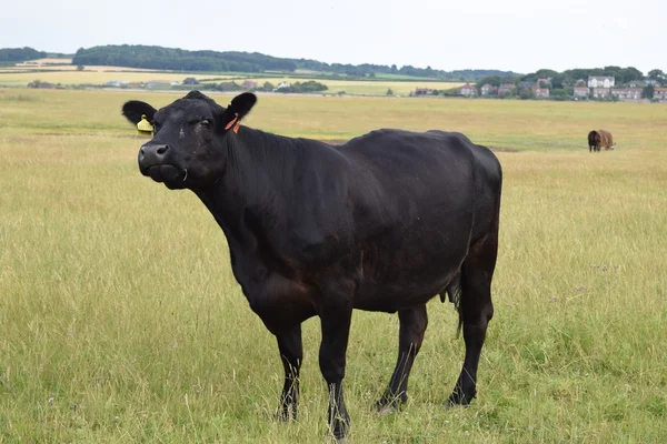 Schwarze Kuh im Feld — Stockfoto