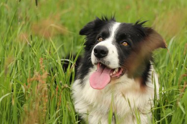 köpek dasty