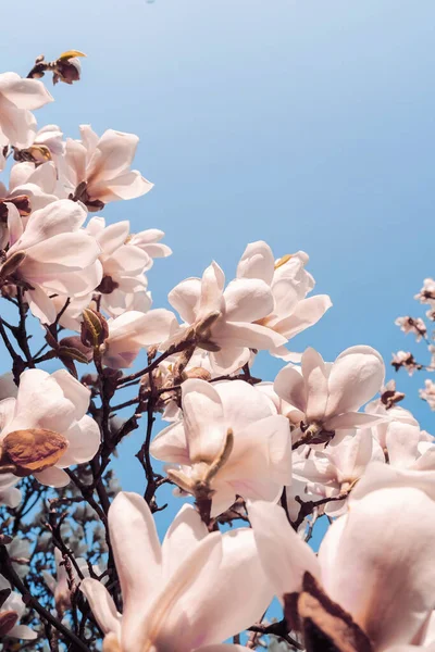 Piękne drzewa magnolii kwitną wiosną. Jentle biały kwiat magnolii przed zachodem słońca. Romantyczne tło.. — Zdjęcie stockowe