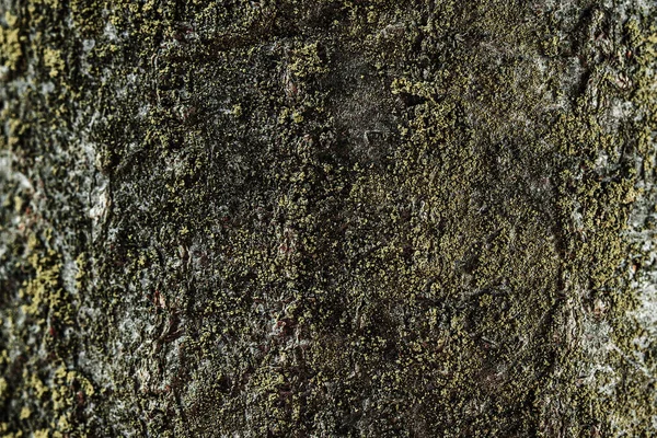Texture of tree bark closeup. Relief texture of the brown bark of tree with green moss on it. . — Stock Photo, Image
