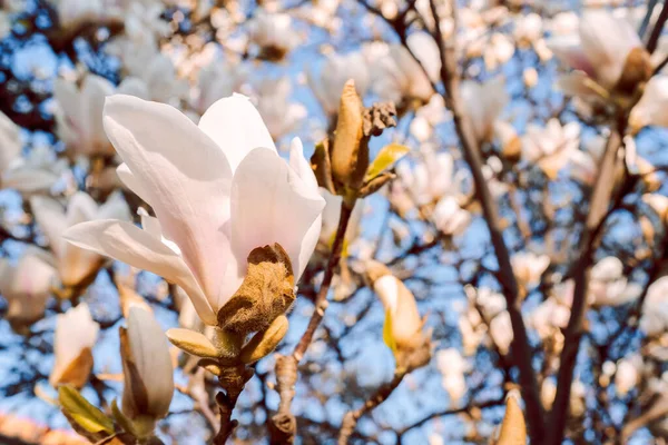 Prachtige magnolia boom bloeit in de lente. Jentle witte magnolia bloem tegen de hemel. Romantische bloemen achtergrond.. — Stockfoto