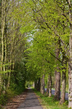 Yüksek ağaçları ile bisiklet yolu