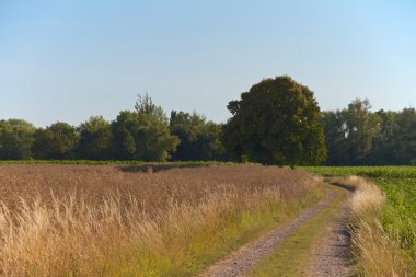 Lonley lane yaz aylarında