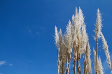 Çayır yulaf mavi yaz gökyüzüne karşı