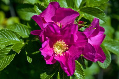 Pembe bir gülü yakından çek