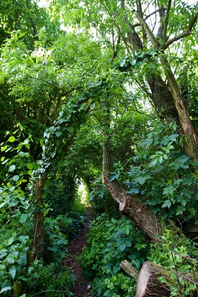 A small narrow forest Path — Stock Photo, Image