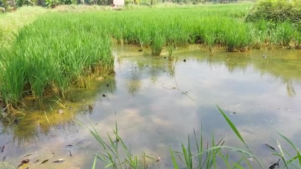 Gospodarstwo Ryżowe Kerala Częściowo Zniszczone Wyniku Powodzi — Wideo stockowe