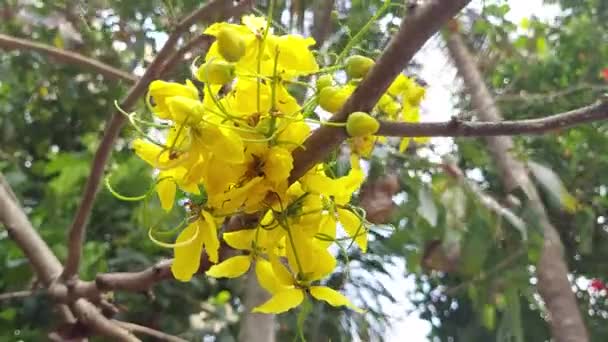 Fístula Cássia Árvore Chuveiro Dourada Flores Uma Vista Kerala — Vídeo de Stock