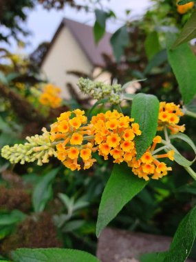 Güzel çiçek açan Buddleja weyeriana Mart 'ta güneş altını