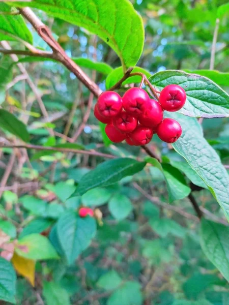 Vista Cerca Los Frutos Contoneater Bullatus — Foto de Stock