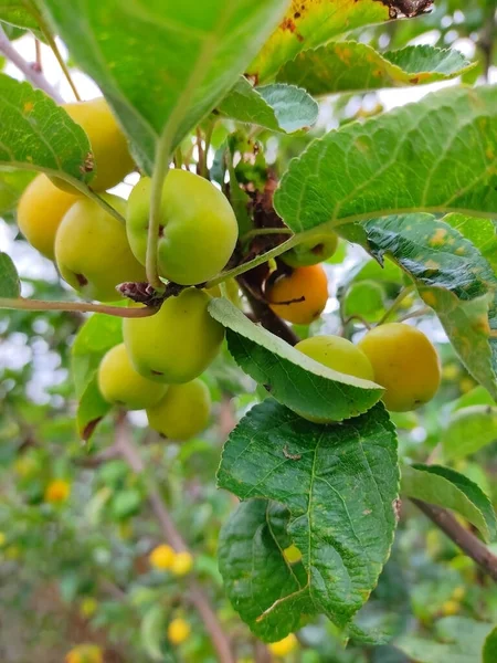 Primer Plano Vista Manzanas Verdes Una Rama — Foto de Stock