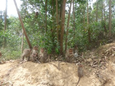 Bir grup Rhesus macaque maymunu bebekleriyle birlikte Hindistan 'ın Munnar Kerala şehrinde yol kenarında..