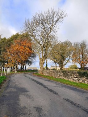 İrlanda 'da sonbahar mevsiminde çalıların arasında boş bir yol, yol boyunca renkli ağaçlar ve düşen yapraklar.