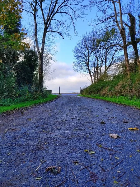 在爱尔兰的一条空旷的道路上 秋天的草丛间 五彩斑斓的树木和落叶环绕着道路 — 图库照片