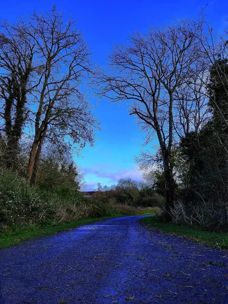 Tom Väg Irland Mellan Buskarna Höstsäsongen Färgglada Träd Och Fallna — Stockfoto
