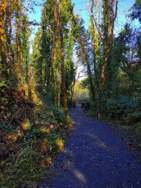 Camino Vacío Irlanda Entre Los Arbustos Durante Temporada Otoño Árboles — Foto de Stock