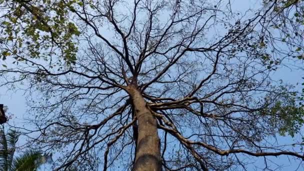 Starý Velký Strom Kerala Během Léta Bez Lístku Proti Modré — Stock video