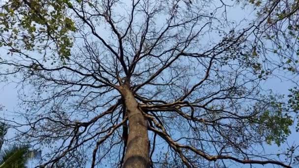 Starý Velký Strom Kerala Během Léta Bez Lístku Proti Modré — Stock video