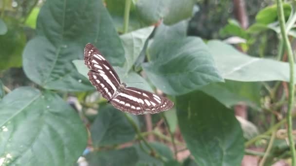 緑の葉に茶色い蝶やマニオラ ジュルティナ — ストック動画
