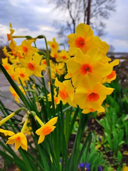 Vista Cerca Narcissus Jonquilla — Foto de Stock