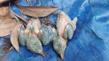 Küçük yeşil Barbet 'in iki yeni doğmuş bebeği yuvadan düştü.