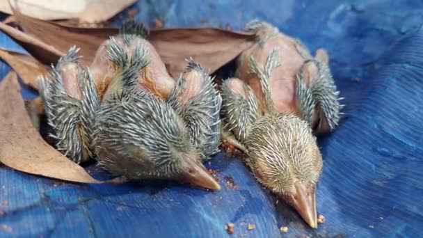 Två Nyfödda Barn Från Green Barbet Föll Från Boet — Stockvideo