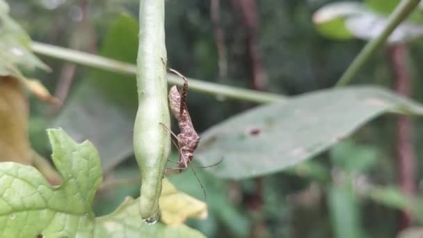 Dangerous Insect Super Long Snake Beans Drinking Juice Beans Destroy — ストック動画