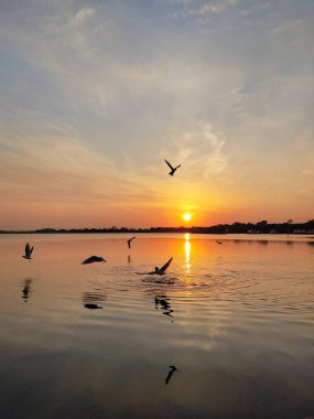 Altın gün batımında etrafta uçan martılar.