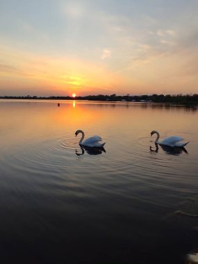 Gün batımında suda iki kuğu