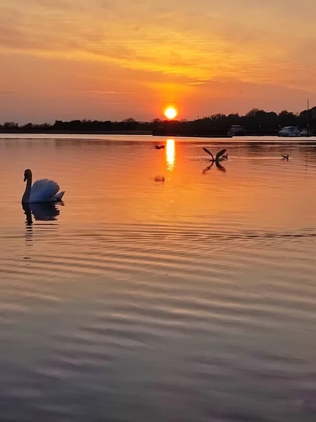 Dos Cisnes Agua Atardecer — Foto de Stock