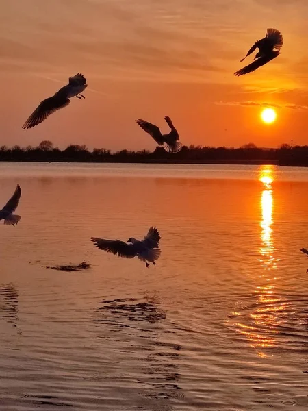 Gaviotas Volando Durante Atardecer Dorado — Foto de Stock