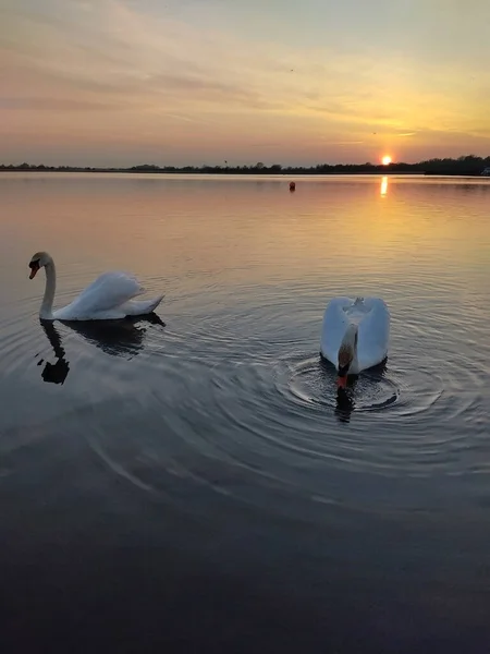 Two Swan Water Sunset — стоковое фото