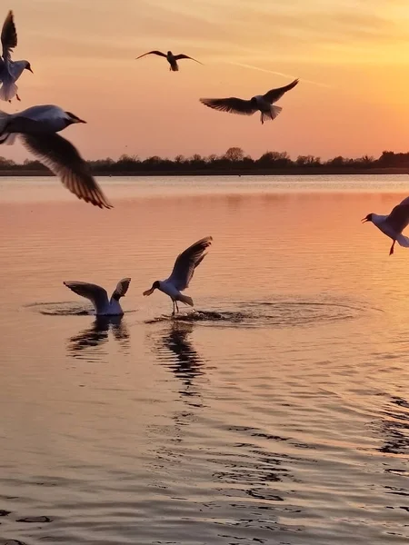 Чайки Літають Навколо Під Час Золотого Заходу Сонця Ліцензійні Стокові Фото