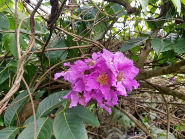 Hindistan 'ın Gururu' nun yakın görüntüsü. Lagerstroemia speciosa, Güney Asya 'da yaşayan bir tür Lagerstroemia..