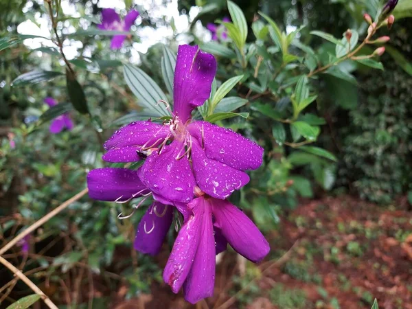 Arbusto Gloria Flor Princesa Pleroma Semidecandrum Flor — Foto de Stock