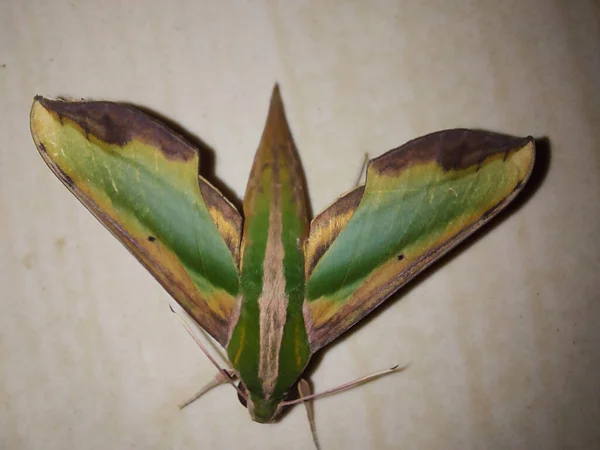 Close View Green Pergesa Hawk Moth Floor — ストック写真