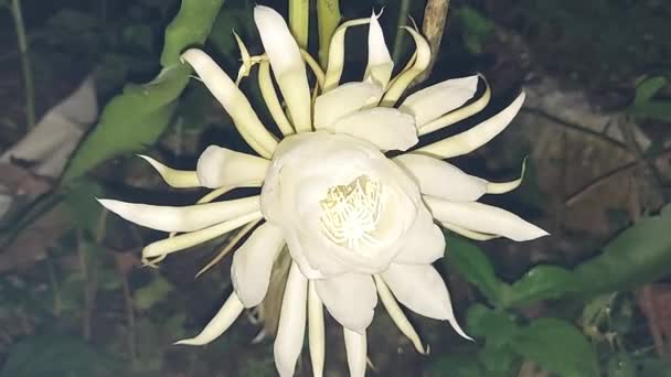 Time Lapse Blooming Flower Call Queen Night Epiphyllum Oxypetalum Princess — Stock Video