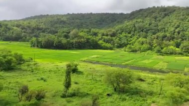 beautiful field near a  thick forest a view from Maharashtra