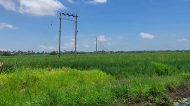beautiful rice field under clear blue sky and calm river , a view from Kerala 