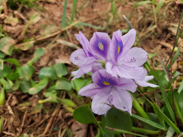 Close View Common Water Hyacinth — Stok fotoğraf