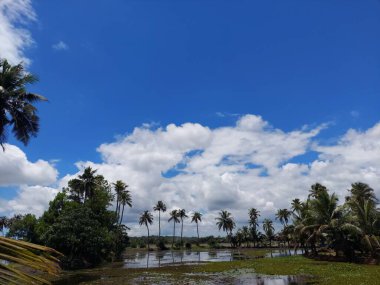 a river flowing the centre of a rice farm under clear blue sky