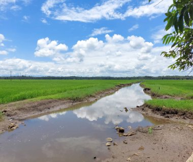 a river flowing the centre of a rice farm under clear blue sky