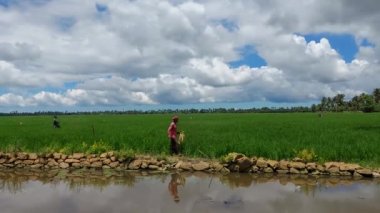 India  Kerala sep 6 2022 a farmer adding Fertilizer to rice farm , a view from Kerala 