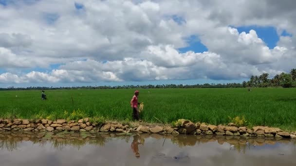India Kerala Sep 2022 Farmer Adding Fertilizer Rice Farm View — ストック動画