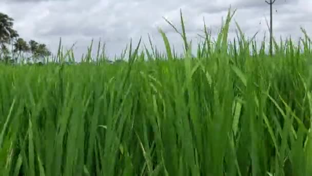 Kerala Hindistan Daki Pirinç Ekinleri Hasat Için Hazırlanan Genç Pirinç — Stok video