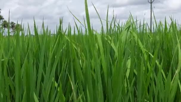 Rijstteeltveld Kerala India Jonge Rijstgewassen Klaar Voor Oogst — Stockvideo