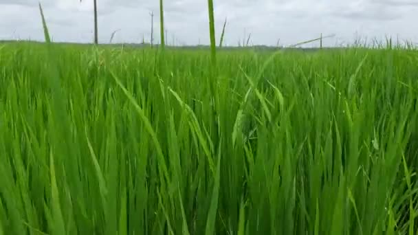 Χωράφι Καλλιέργειες Ρυζιού Στην Κεράλα Της Ινδίας Νεαρά Φυτά Ρυζιού — Αρχείο Βίντεο